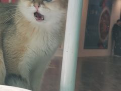 -猫小院猫主题餐厅(三里屯店)
