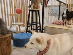 -柴迷FANS CLUB·柴犬狗咖·猫咖