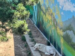 -西霞口神雕山野生动物世界