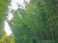-蜀南竹海景区