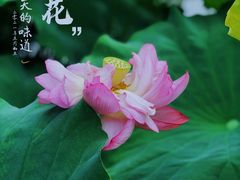 -陈家山荷花公园