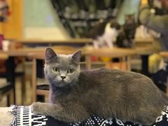 -平行世界·猫咖(首经贸店)