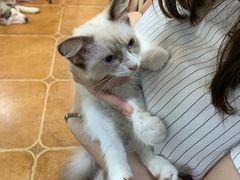 -李小姐の猫咖啡馆(五角场店)