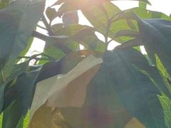 -老袁家蜜桃农场·阳山水蜜桃