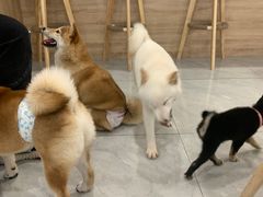 -柴犬小屋·柴餐厅·狗咖食堂(金鼎广场店)