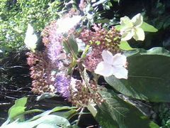 -华蓥山天意谷景区