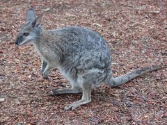 -费瑟代尔野生动物园