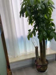 -武汉五洲整形外科医院