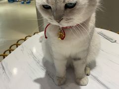 -藏猫猫咖啡主题馆(中央大道店)
