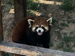 -青岛森林野生动物世界