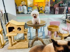-more than meow吴止猫主题餐厅(承德 中船汇店)