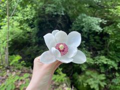 -天女山森林公园