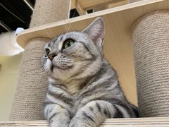 -猫和宫(六道口店)
