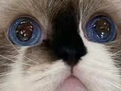 -momokira米努特·德文卷毛猫·棉花面纱犬