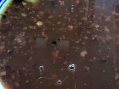 枸杞红枣山药黑米粥-安徽阜阳卷馍(西单店)