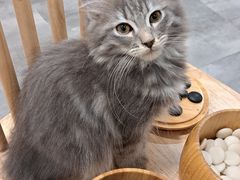 -楼上猫咖(罗湖店)