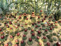 -深圳仙湖植物园