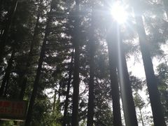 -武陵山森林公园