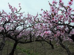 -南汇桃花村