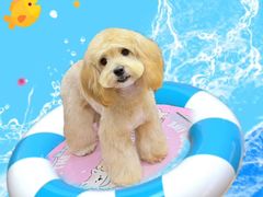 -Oh My Dog宠物沙龙(伊珊娜皮毛护理店)