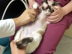 -安安宠医宠物医院·异宠·犬猫内科(岳阳分院)