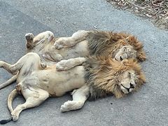 -大连森林动物园