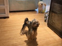 -Pets First伊珊娜洗护·精致美容·家庭式寄养(新会路店)