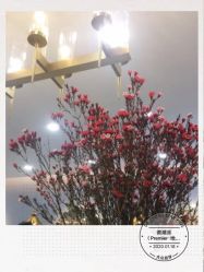 -TSO 慕尚·微潮派