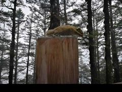 -西岭雪山大飞水景区