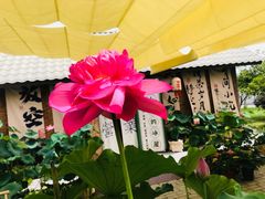 -荷花荡