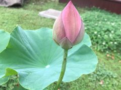 -荷塘月色湿地公园·向阳花洲