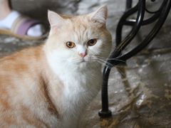 -猫猫幼稚园·撸猫·桌游·电玩