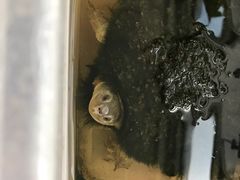 -灵龟之家百象馆(百象馆联合旗舰店)