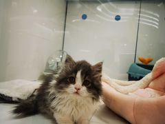 -1013 PET SHOP精品宠物商店(丁香店)