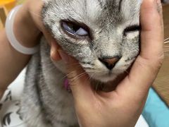 -瑞派申生动物医院·24H夜诊·国际动物医疗中心·骨外科(吴中路店)