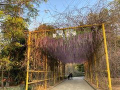 -天适樱花悠乐园