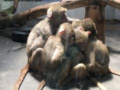 -西安秦岭野生动物园