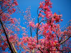 -风云岭森林公园
