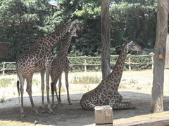 -上海野生动物园