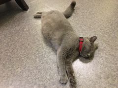 -猫色咖啡·猫咖