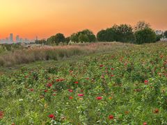 -合肥滨湖国家森林公园