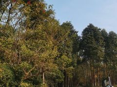 -桤木河湿地公园