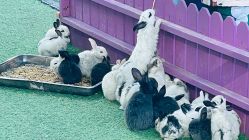 -萌宠亲子动物乐园(槐房万达店)