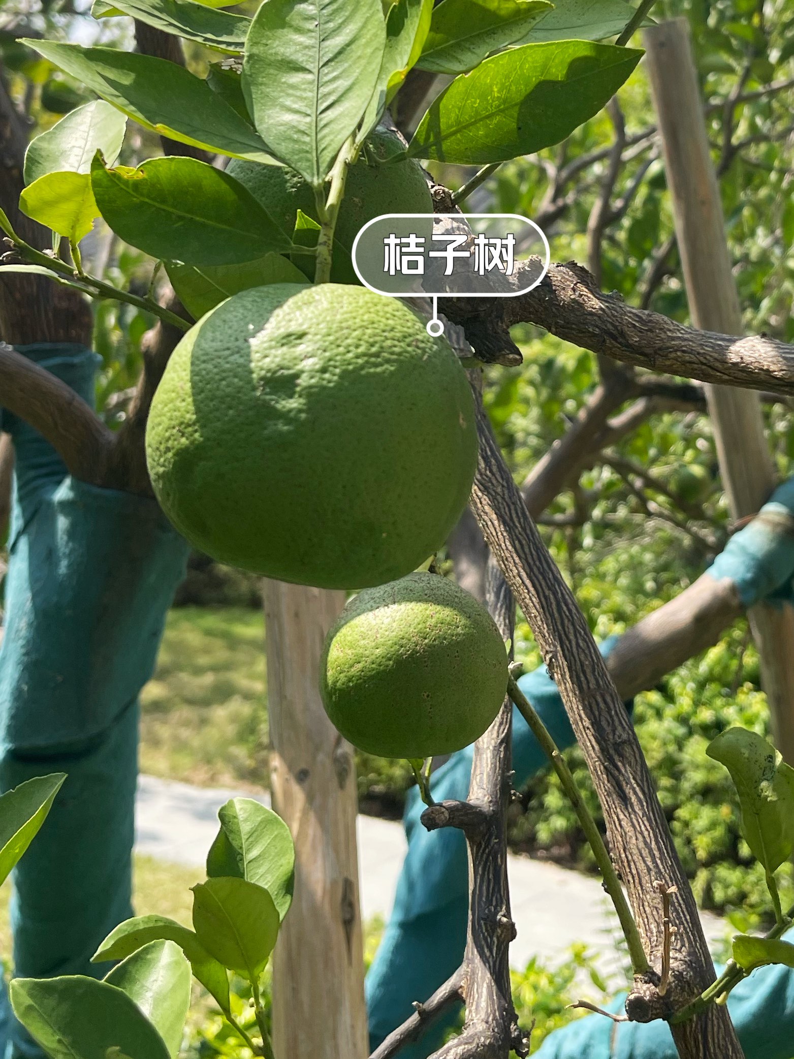 每天认识一种植物🌵～桔子树