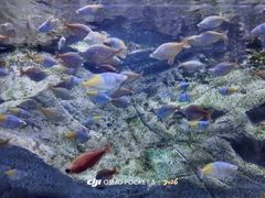 -芜湖新华联大白鲸海洋公园