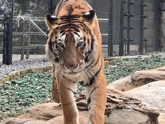 -北京野生动物园