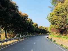 -铁山坪森林公园