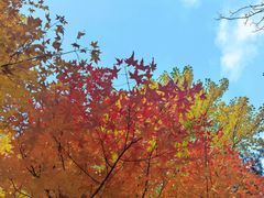-莫子山公园