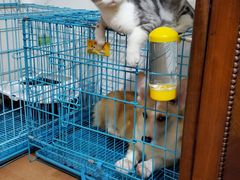-翊宠yipet猫狗购宠庄园犬舍•猫舍