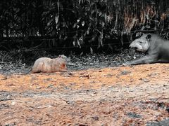 -广州长隆野生动物世界